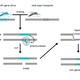 Illustration for article titled Should We Deliberately Edit The Genes Of Wild Animals?